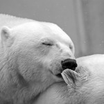 polar-bear-196318_1920